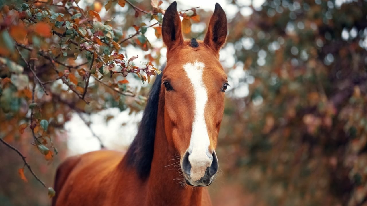 The 15 Most Desired Horse Breeds for Those Who Love to Ride - Hanoverian horse dp126726804