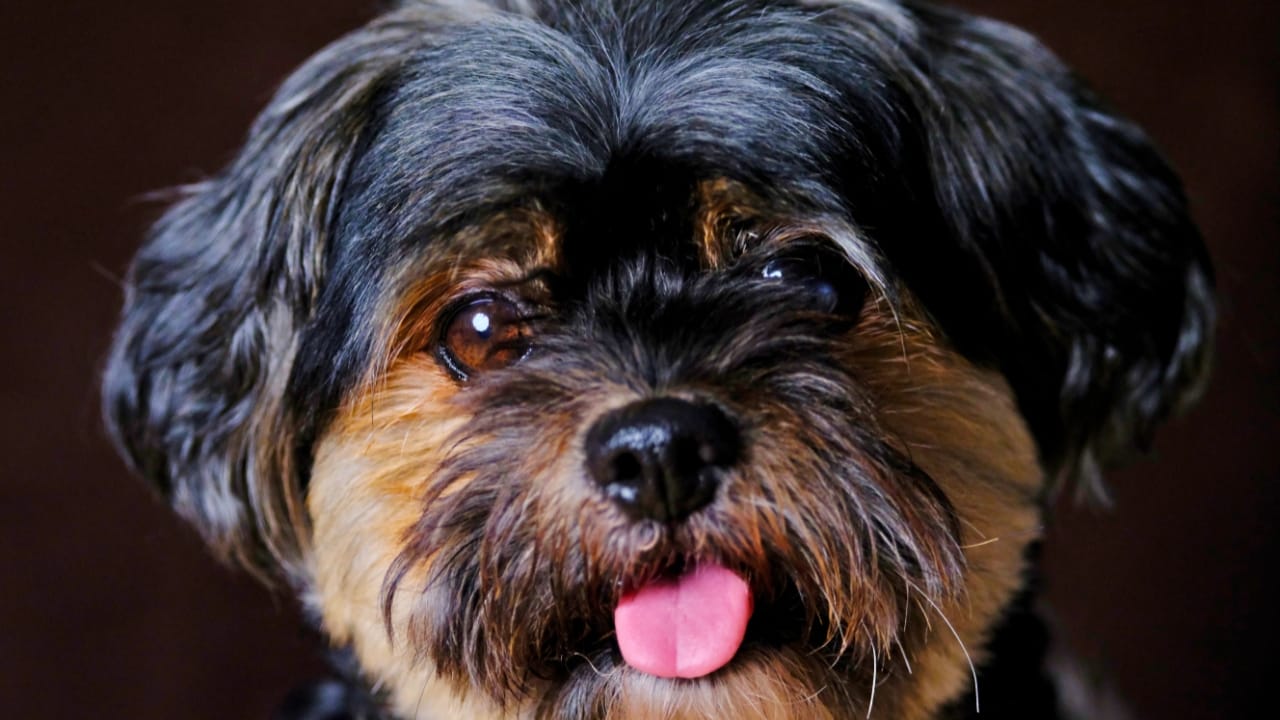 25 Sayings About Old Dogs That’ll Warm Your Heart 8 25 Sayings About Old Dogs That’ll Warm Your Heart - Havanese dog ss2353366141 degm