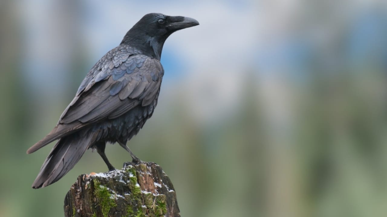 10 of the World's Rarest Birds: Among Over 10,000 Species, 1,480 are on the Brink of Disappearing - Hawaiian Crow ss2422235713