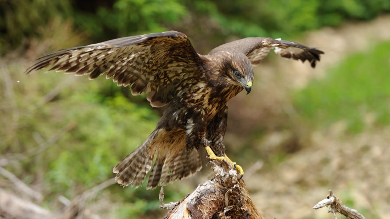 9 Spiritual Meanings of Seeing a Hawk Across Different Beliefs 5 9 Spiritual Meanings of Seeing a Hawk Across Different Beliefs - Hawk dp28890115