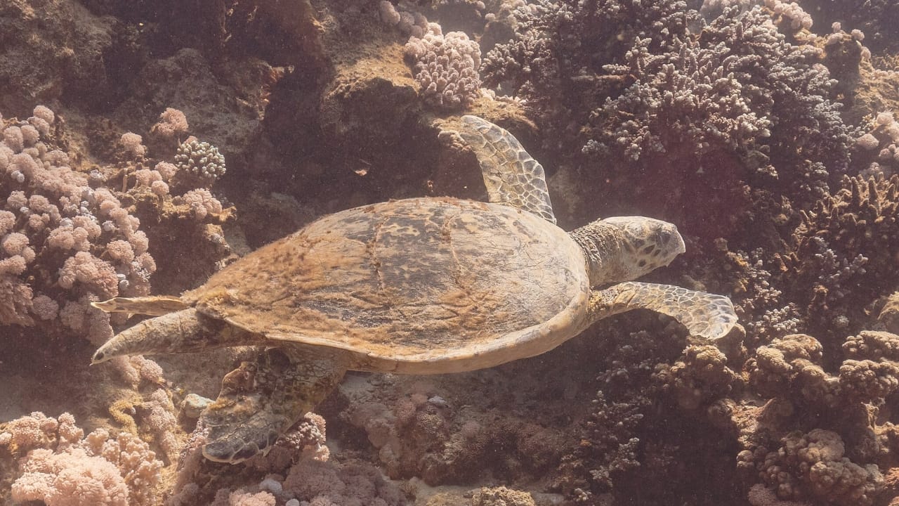 10 of the World's Most Dangerous Turtles - Hawksbill Sea Turtle wc