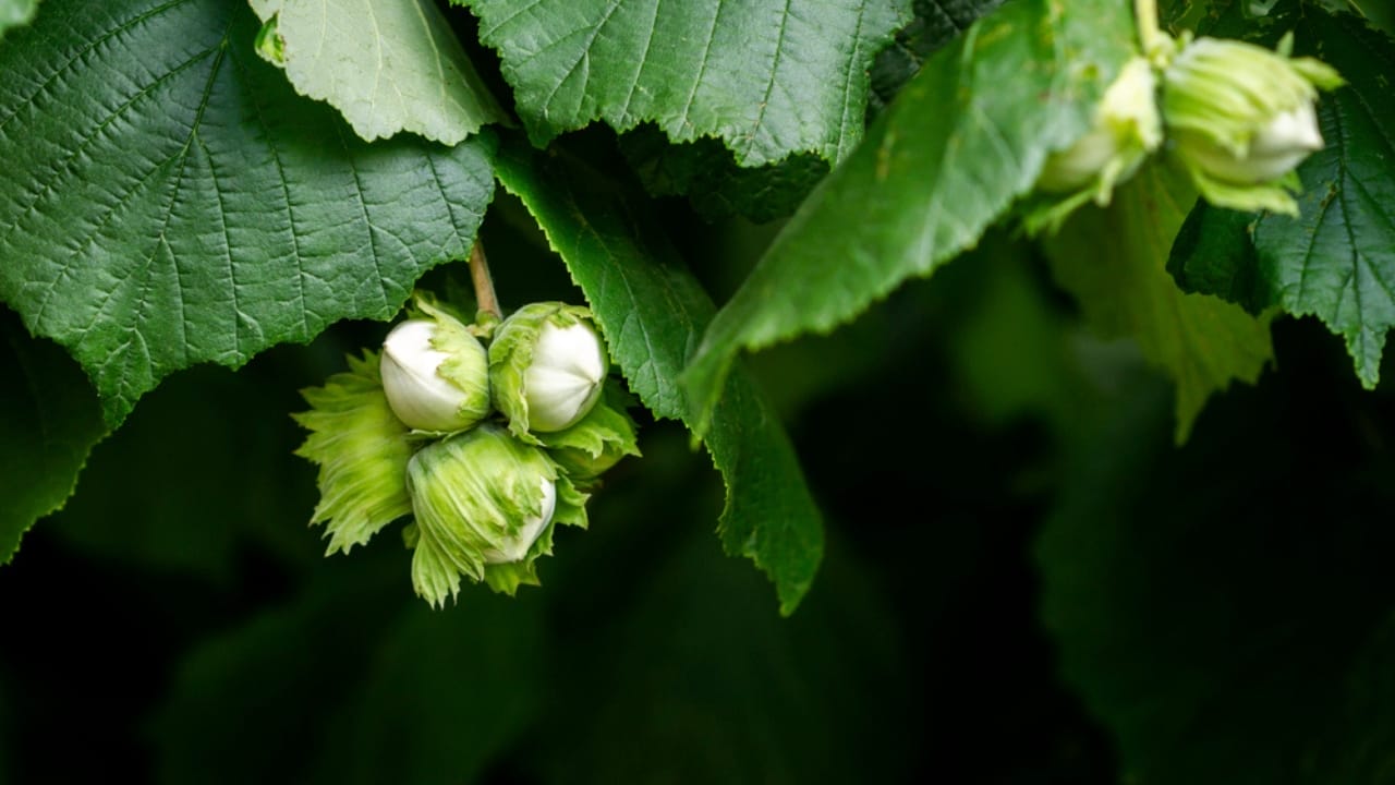 13 Trees to Plant for a Bountiful Homestead 8 13 Trees to Plant for a Bountiful Homestead - Hazelnuts growing on tree dp527563806