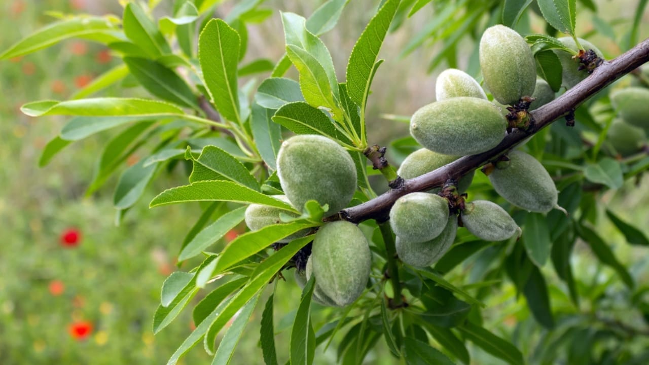 Tapping into Nature's Sweetness: 23 Trees That Produce Unique Syrups 11 Tapping into Nature's Sweetness: 23 Trees That Produce Unique Syrups - Heart nuts tree dp192275834