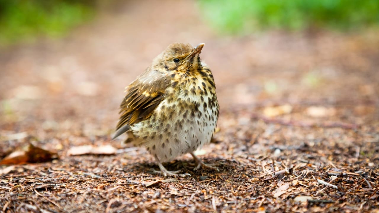 10 Bird Species You're Most Likely to Spot in North America 7 10 Bird Species You're Most Likely to Spot in North America - Hermit Thrush dp102738648