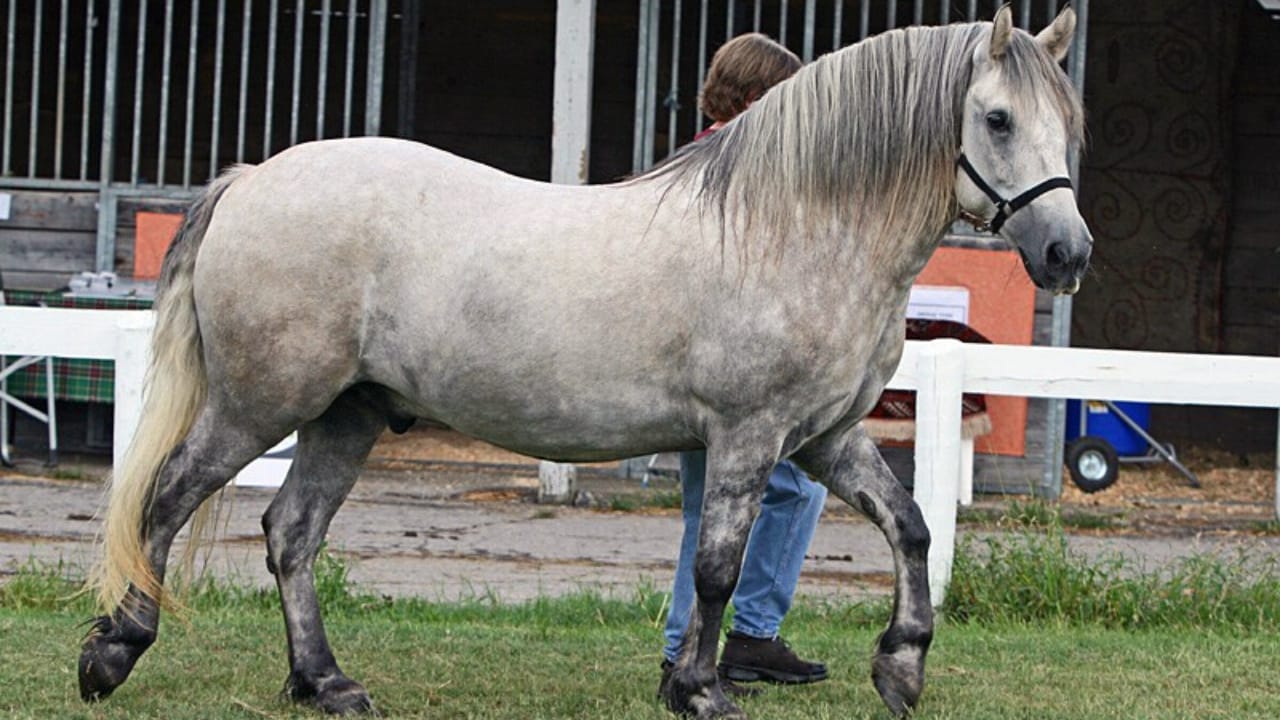 15 Gloriously Fluffy Horse Breeds You Need to See 11 15 Gloriously Fluffy Horse Breeds You Need to See - Highland Pony wc