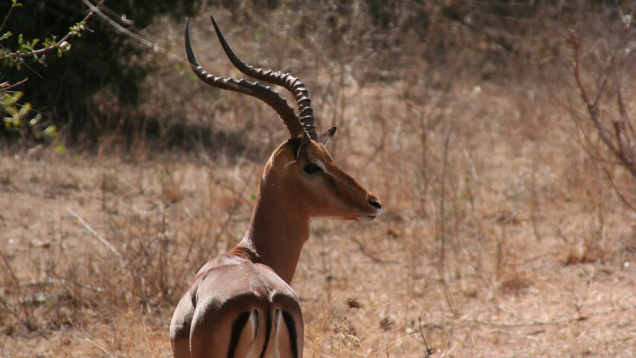15 Rare Animal Species You’ll Rarely See as They Face Extinction in the Wild - Hirola Antelope dp12680314