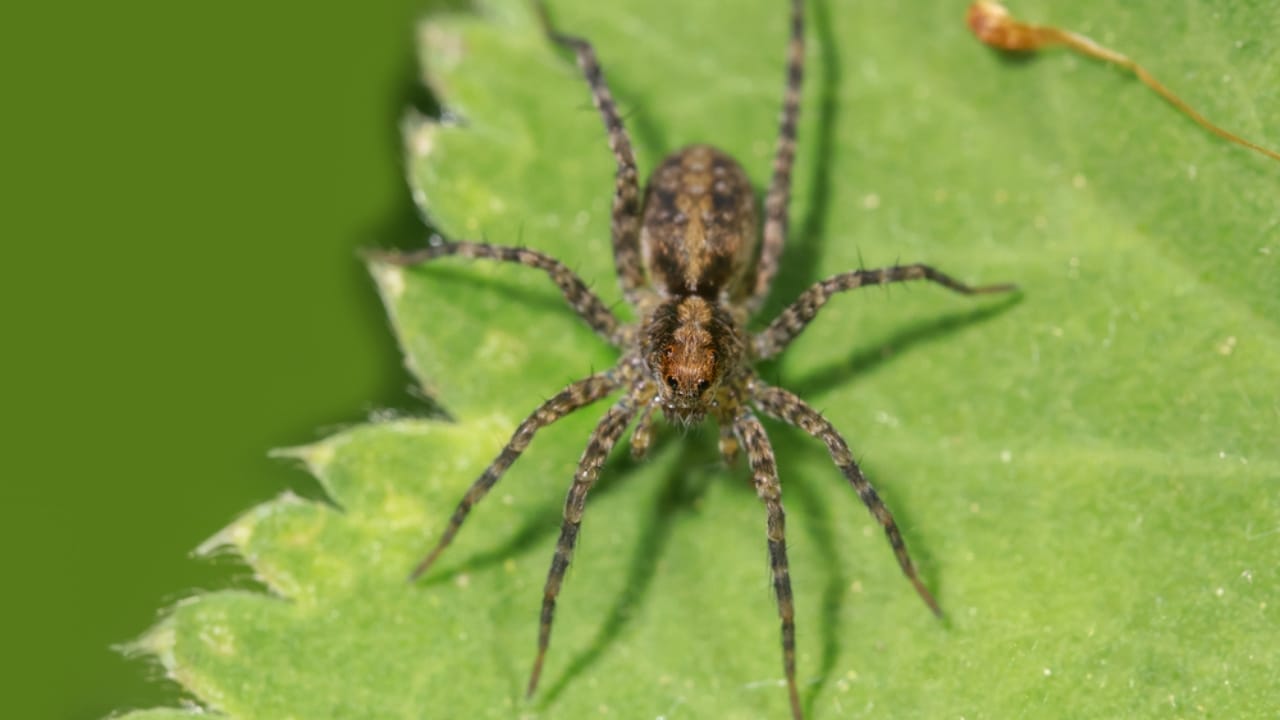 5 Spine-Chilling Creatures in North America You Never Want to Meet 12 5 Spine-Chilling Creatures in North America You Never Want to Meet - Hobo Spiders ss1844357572
