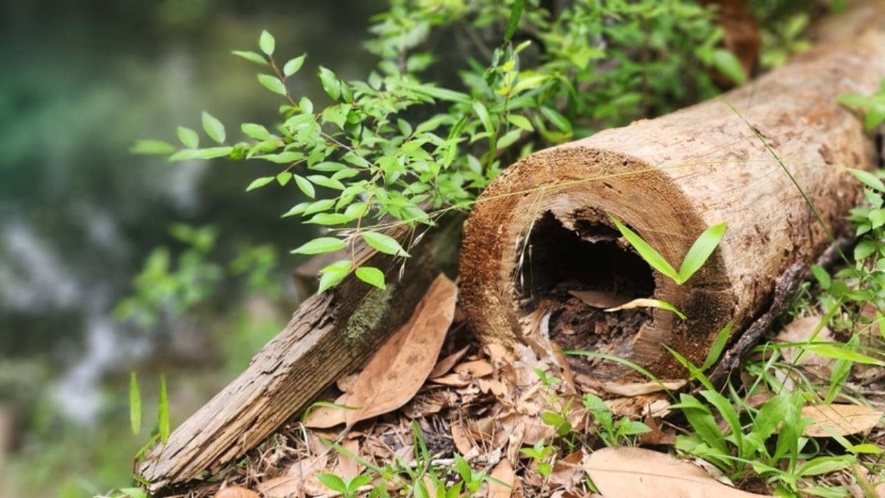 16 Unconventional Garden Containers to Spice Up Your Outdoor Space - Hollow log ss2455286135