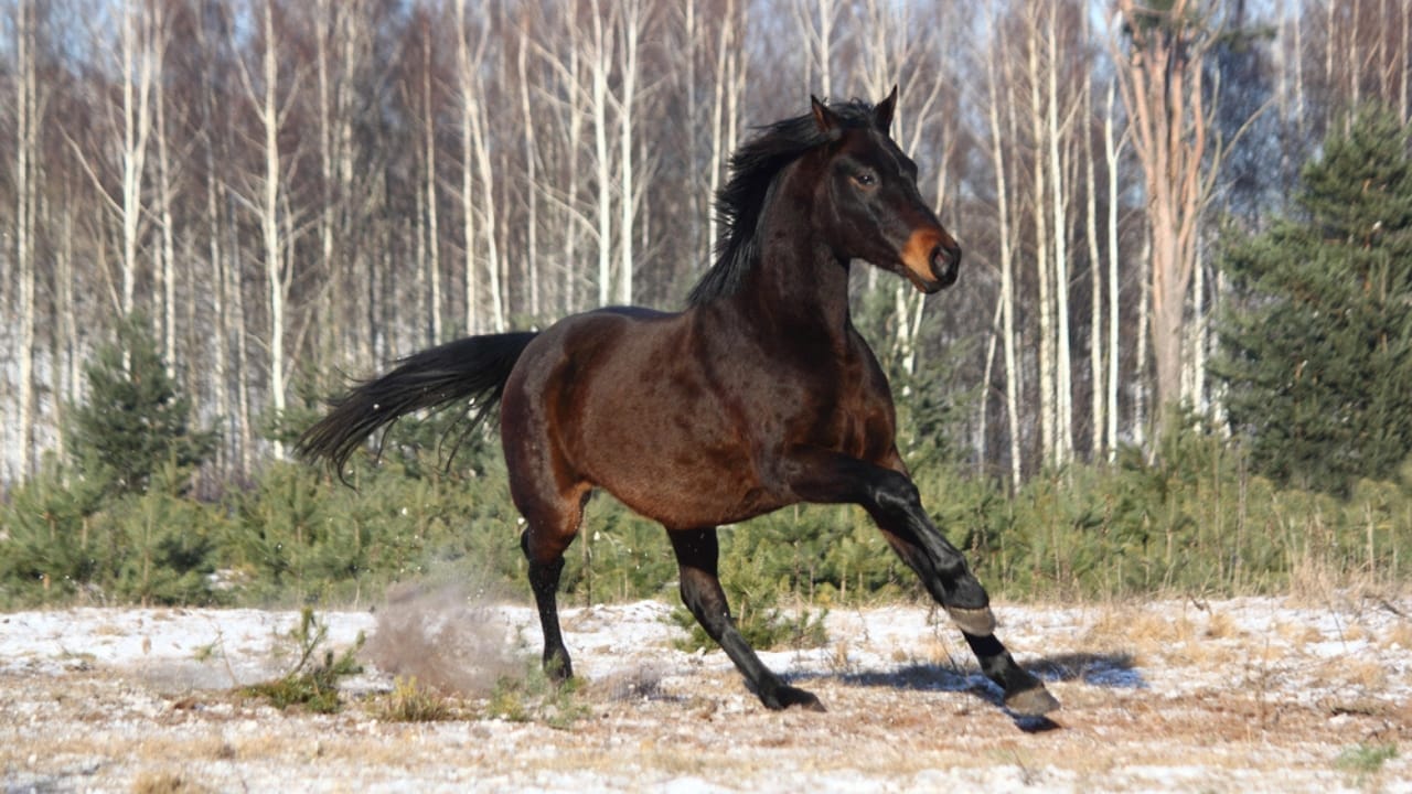 17 Breeds Dominating the Global Equestrian Scene That Makes Germany Proud 3 17 Breeds Dominating the Global Equestrian Scene That Makes Germany Proud - Holsteiner horse dp146331955