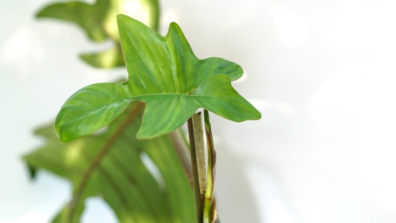 5 Split-Leaf Philodendron Varieties Plant Experts Love 5 5 Split-Leaf Philodendron Varieties Plant Experts Love - House plants philodendron squamiferum dp582985630