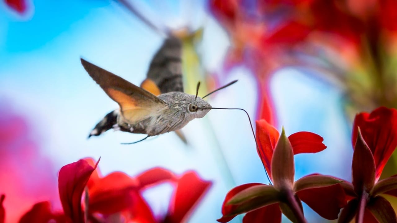The Sweet-Loving Insect That&rsquo;s a Master of Disguise - Hummingbird Hawk moth dp329095136