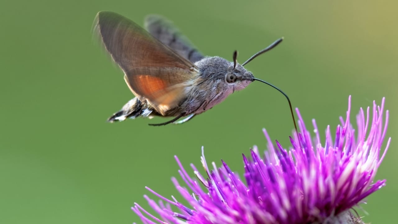 The Sweet-Loving Insect That’s a Master of Disguise 4 The Sweet-Loving Insect That’s a Master of Disguise - Hummingbird Hawk moth dp351489374