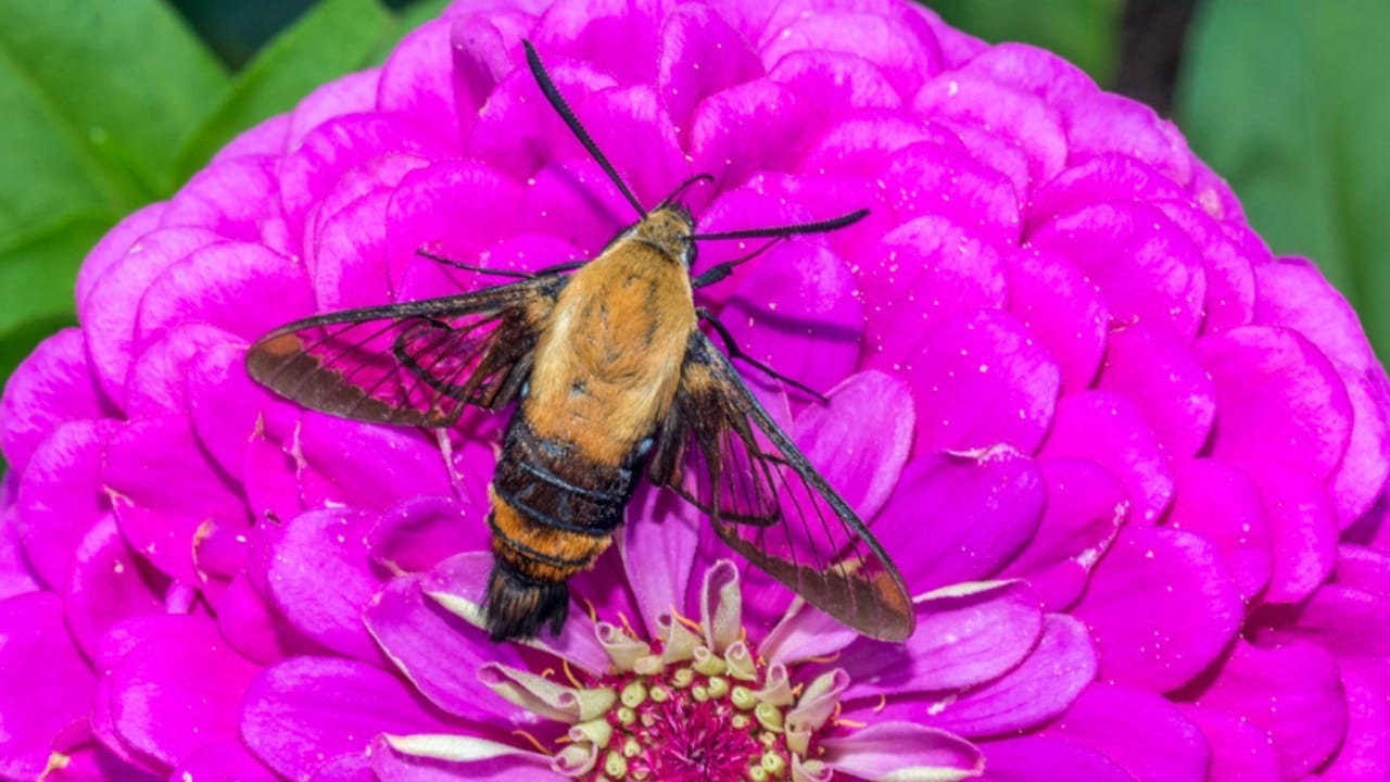 The Sweet-Loving Insect That’s a Master of Disguise 5 The Sweet-Loving Insect That’s a Master of Disguise - Hummingbird Hawk moth dp82624164