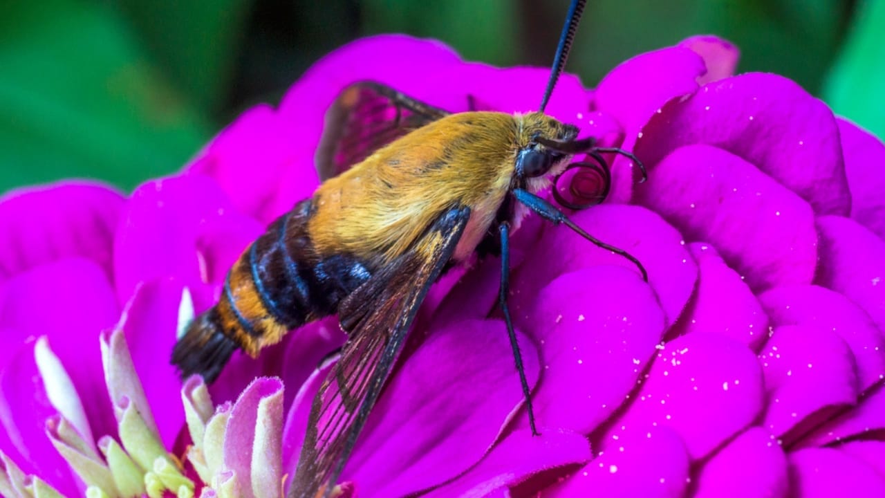 The Secret to Attracting Hummingbird Moths for a Beautiful Backyard Display 2 The Secret to Attracting Hummingbird Moths for a Beautiful Backyard Display - Hummingbird hawk dp82315890