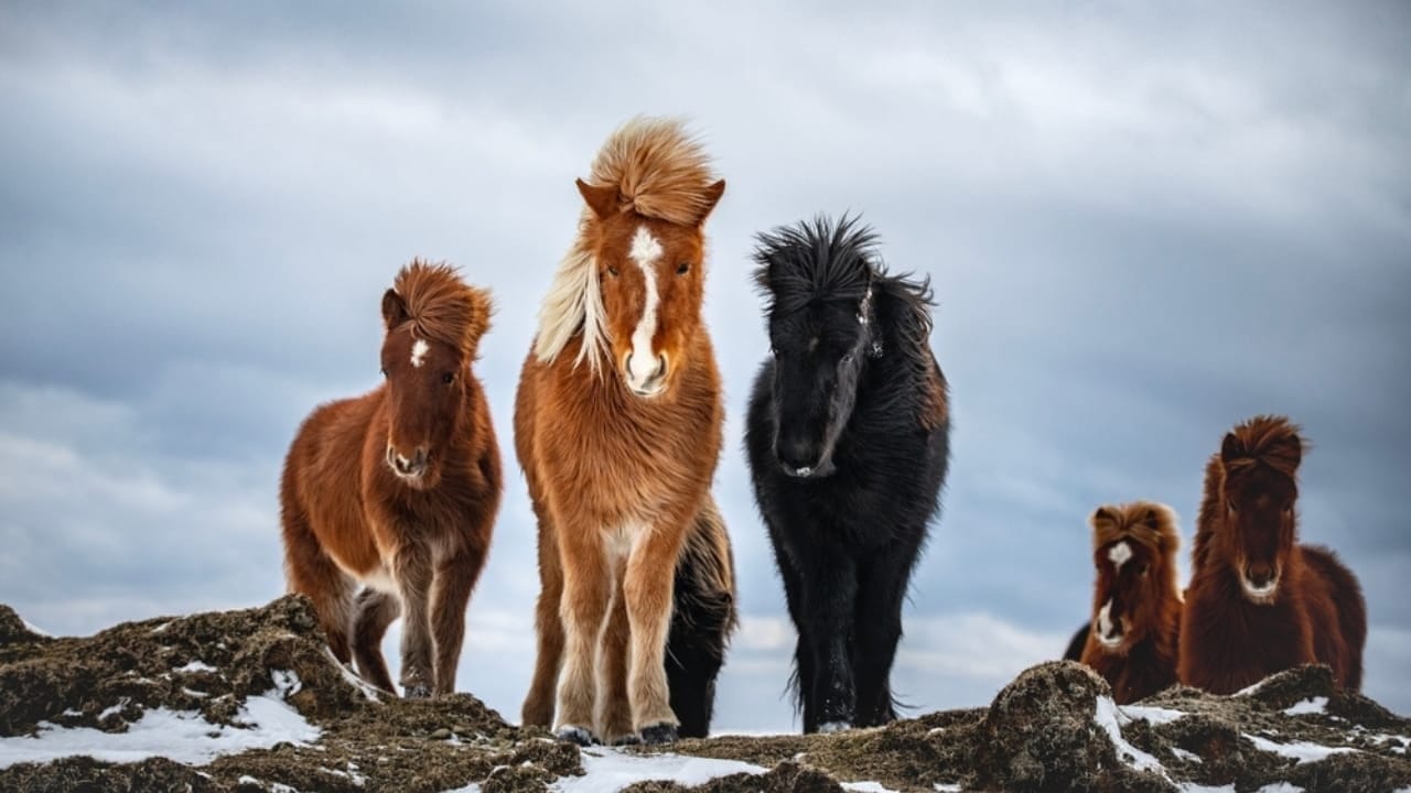 The 15 Most Desired Horse Breeds for Those Who Love to Ride - Icelandic horse ss2427317499