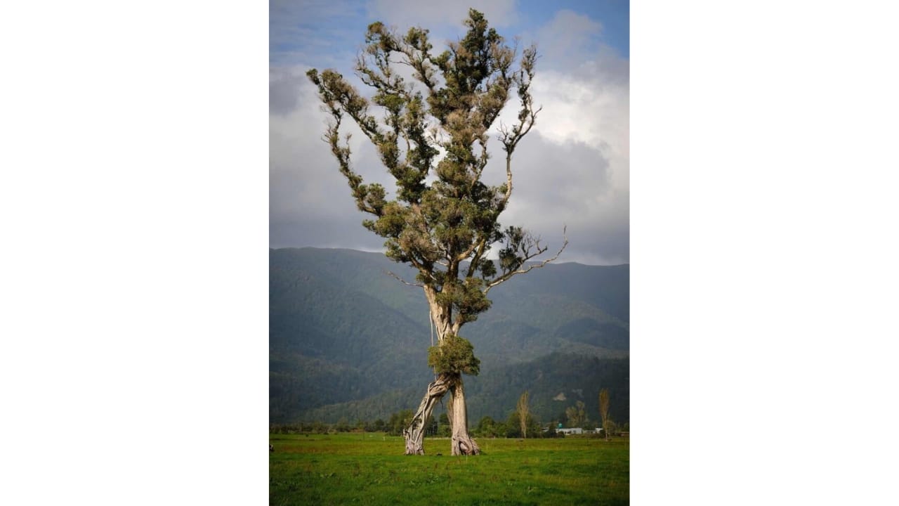 New Zealand's 100-Foot "Walking Tree" Crowned Tree of the Year 3 New Zealand's 100-Foot "Walking Tree" Crowned Tree of the Year - Image Credit SWNS NZ Arb Tree of the Year 2