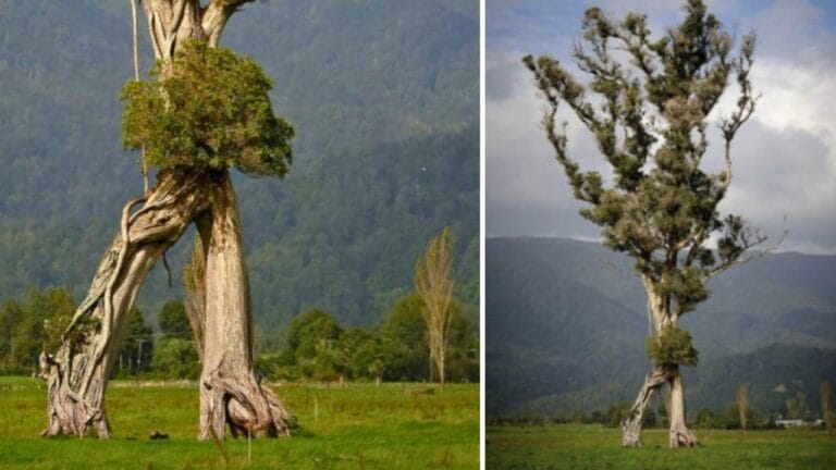New Zealand's 100-Foot "Walking Tree" Crowned Tree of the Year 7 New Zealand's 100-Foot "Walking Tree" Crowned Tree of the Year - Image Credit SWNS NZ Arb Tree of the Year