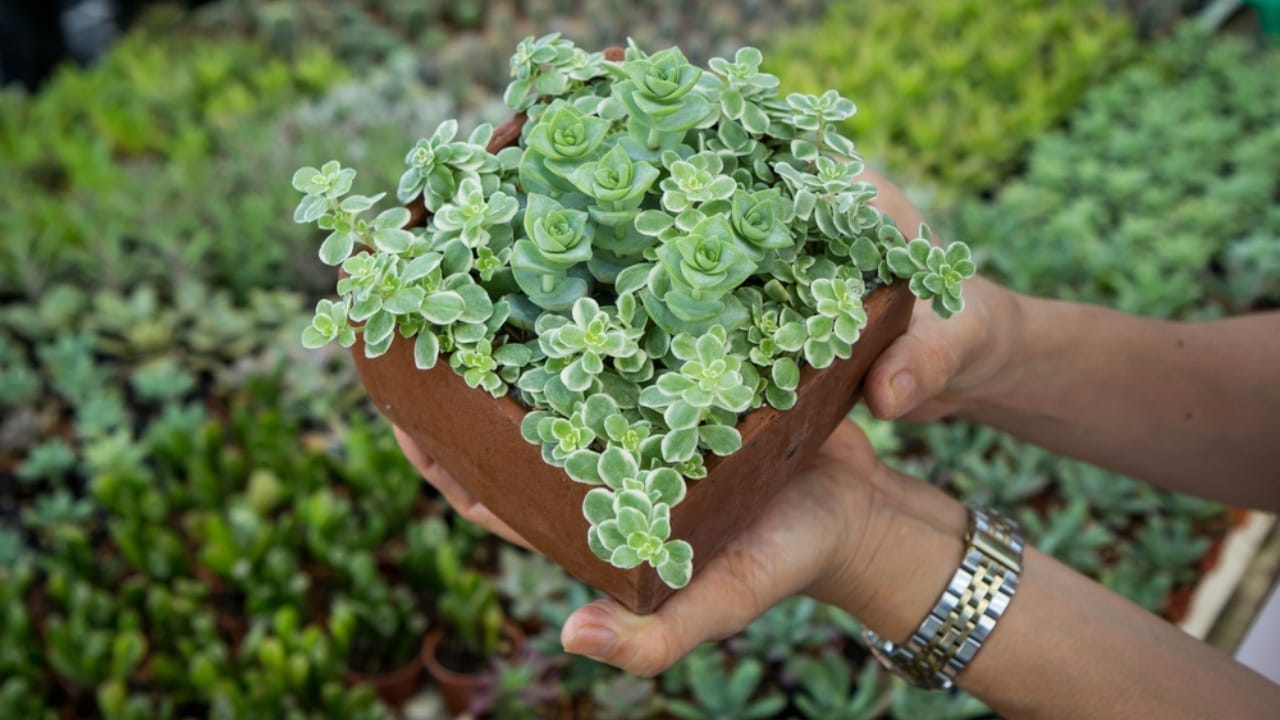 11 Low-maintenance String of Plant Varieties to Jazz Up Your Home Decor 12 11 Low-maintenance String of Plant Varieties to Jazz Up Your Home Decor - In woman hands string of buttons plants ss1970282968