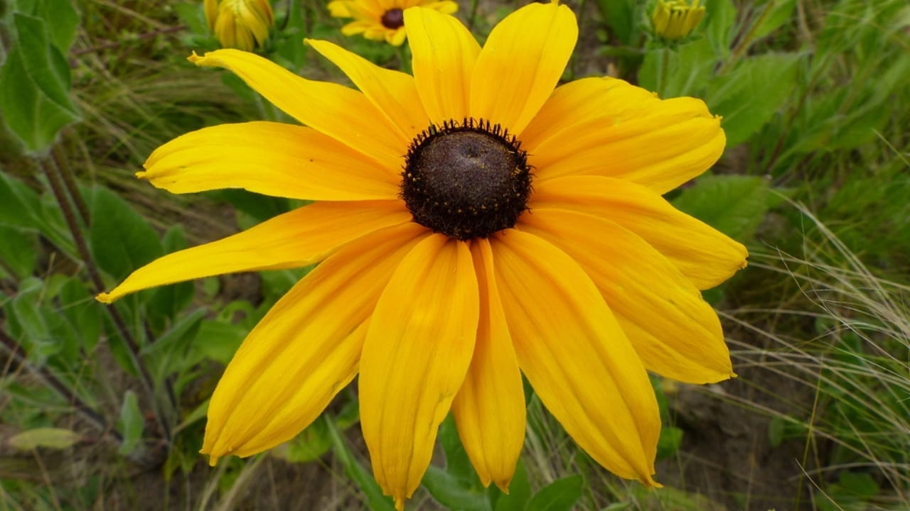 7 Rudbeckia Varieties to Put Some Fun & Sun in Your Garden 6 7 Rudbeckia Varieties to Put Some Fun & Sun in Your Garden - Indian summer close up shot ss435408406