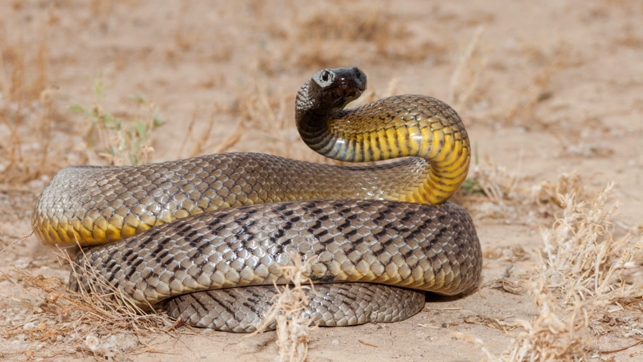 Ranking the 14 Most Dangerous Snakes in the World 15 Ranking the 14 Most Dangerous Snakes in the World - Inland Taipan dp472410872