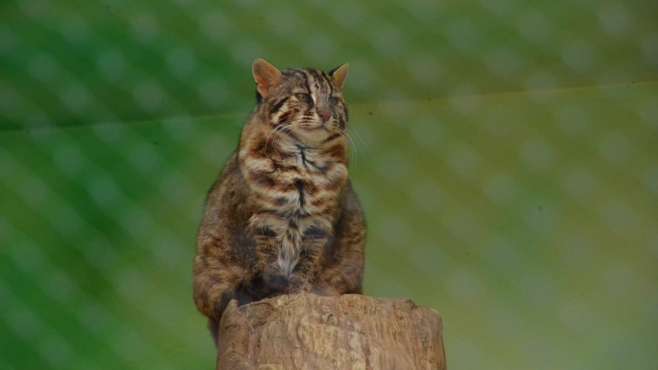 The Last of Their Kind: Two Japanese Cat Breeds Nearing Extinction 2 The Last of Their Kind: Two Japanese Cat Breeds Nearing Extinction - Iriomote Cat ss1360964570