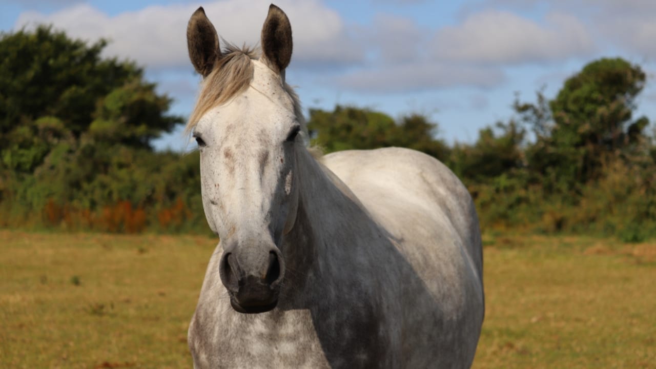 These Draft Horse Breeds Take Hard Work to the Next Level 14 These Draft Horse Breeds Take Hard Work to the Next Level - Irish draught horse ss1592948734