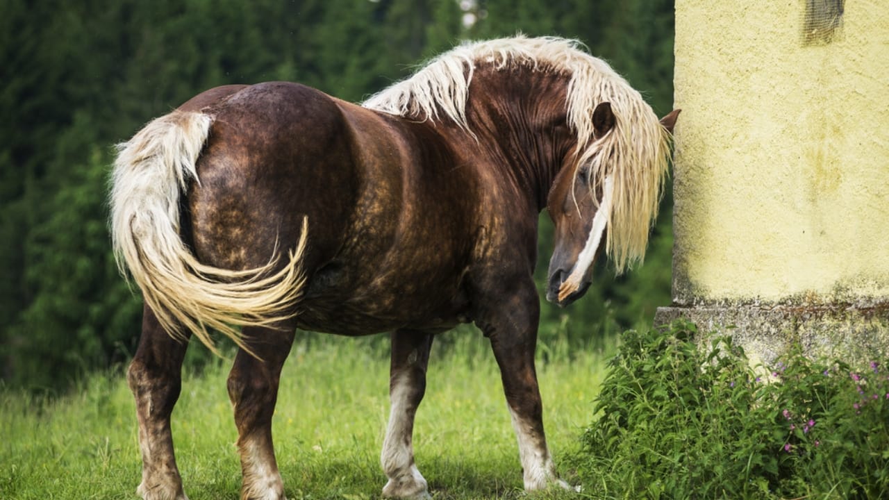 These Draft Horse Breeds Take Hard Work to the Next Level 21 These Draft Horse Breeds Take Hard Work to the Next Level - Italian heavy draft horse ss212960152