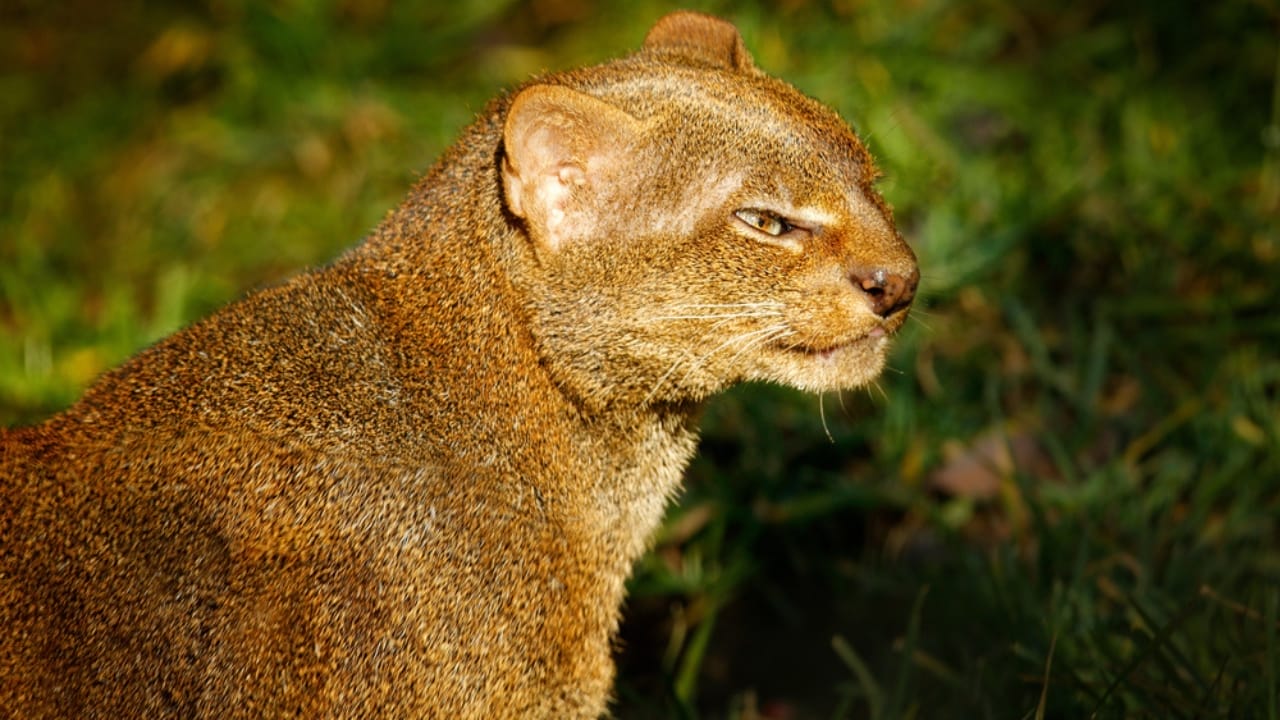 10 Facts About the Jaguarundi, the Wildcat Flying Under the Radar - Jaguarundi dp286073546
