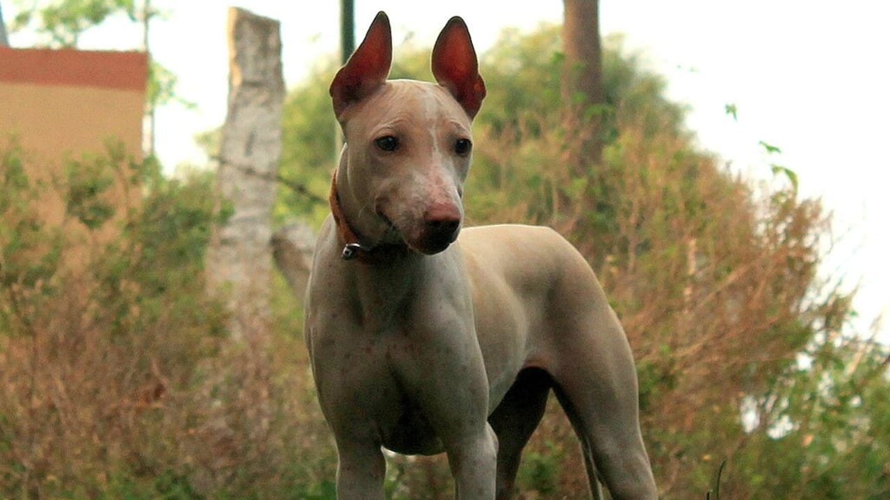 Bald is the New Beautiful: 8 Exotic Hairless Dog Breeds 10 Bald is the New Beautiful: 8 Exotic Hairless Dog Breeds - Jonangi wc