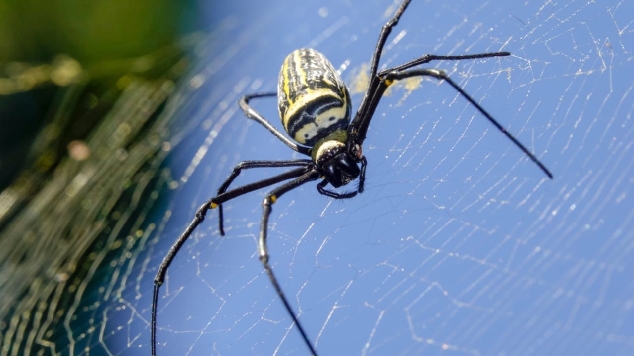 Watch Out for These 10 Common Spiders That Could Be Hiding in Your Home 11 Watch Out for These 10 Common Spiders That Could Be Hiding in Your Home - Joro Spider ss1241706658