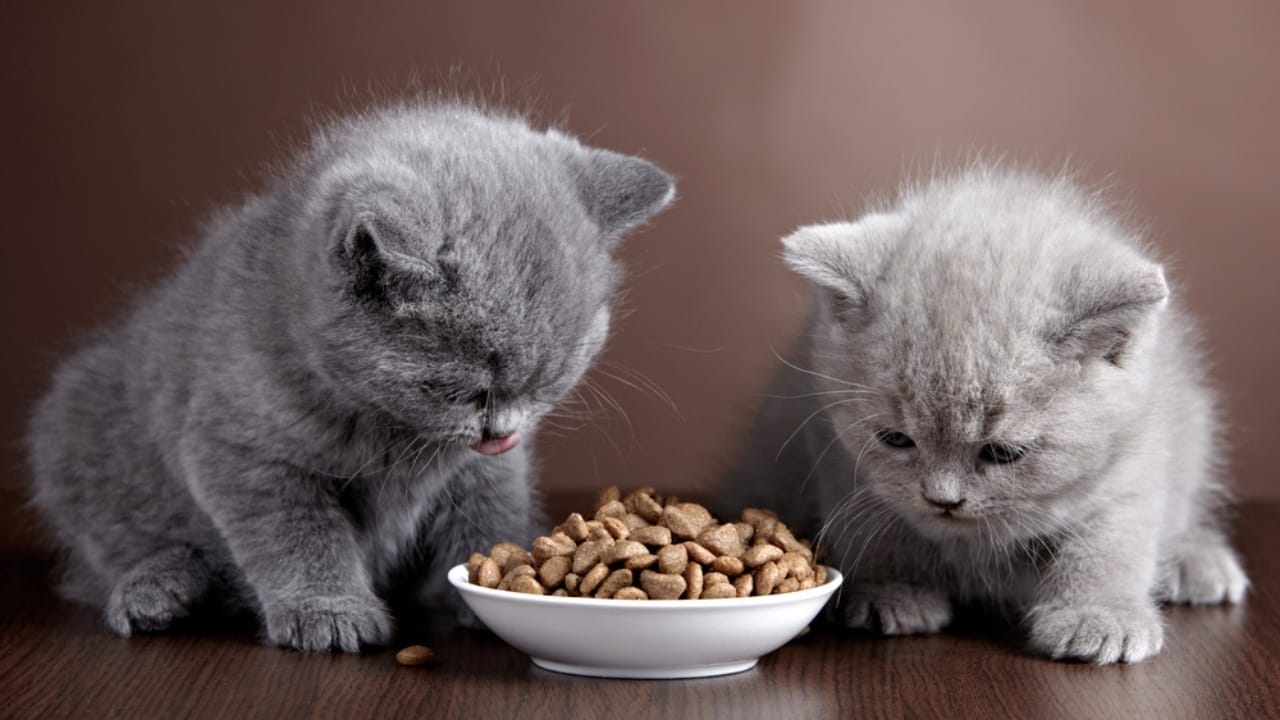 15 Unique Traits That Set Kittens Apart from Adult Cats - KIttens eating dp23813305