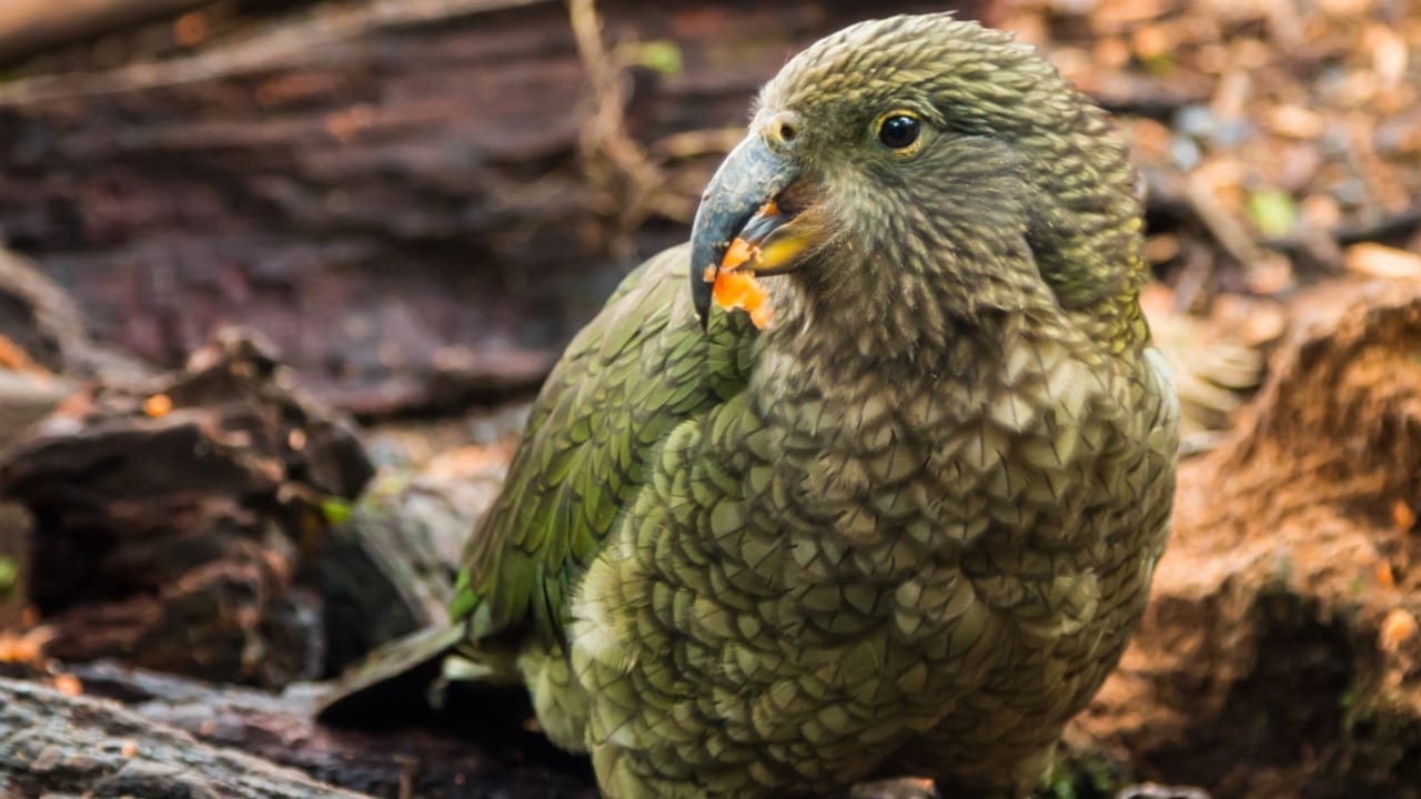 10 of the World's Rarest Birds: Among Over 10,000 Species, 1,480 are on the Brink of Disappearing - Kakapo dp78301820