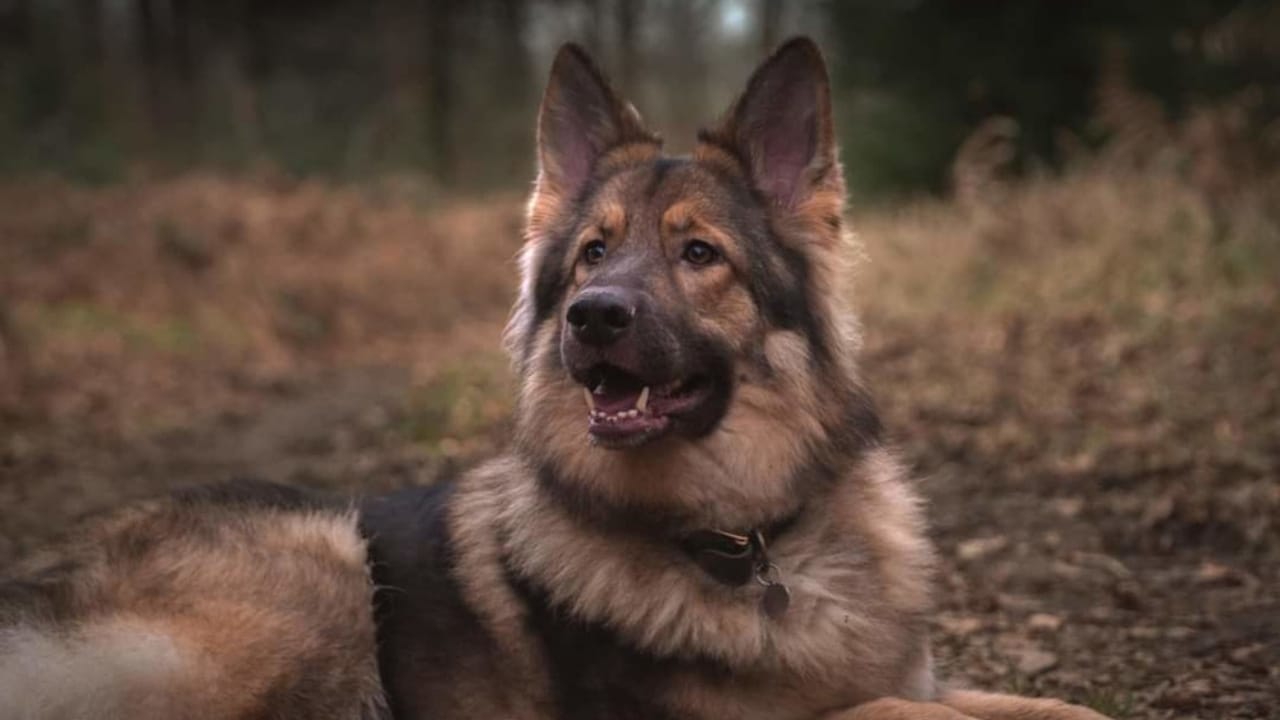 15 Dogs That Look Strikingly Similar to German Shepherds 8 15 Dogs That Look Strikingly Similar to German Shepherds - King Shepherd ss2417839753