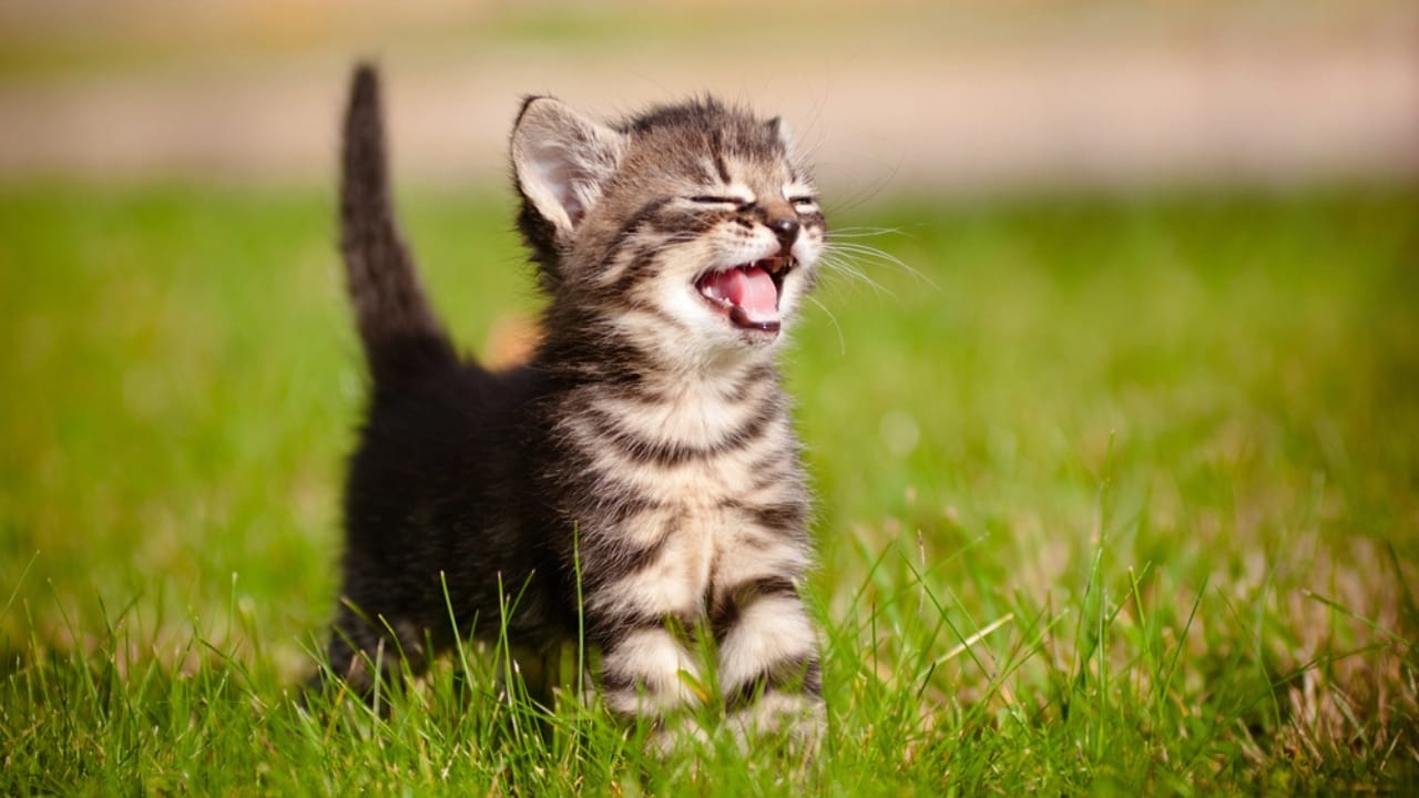 15 Unique Traits That Set Kittens Apart from Adult Cats - Kitten meowing dp17006961