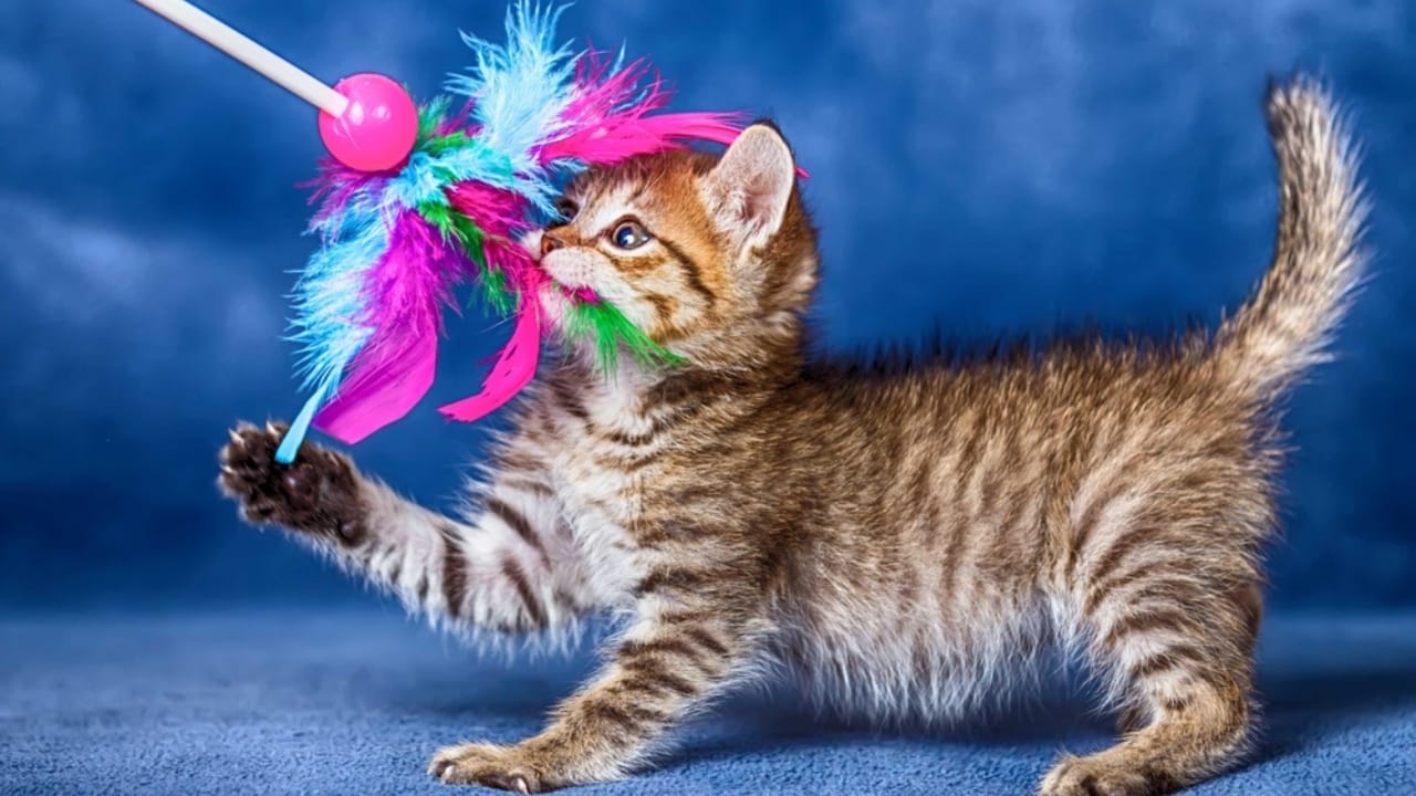 15 Unique Traits That Set Kittens Apart from Adult Cats 7 15 Unique Traits That Set Kittens Apart from Adult Cats - Kitten playing dp50146875