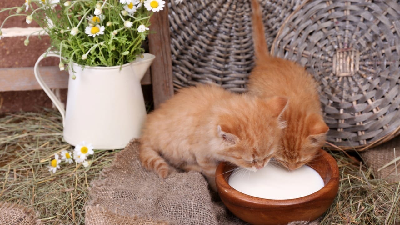 15 Unique Traits That Set Kittens Apart from Adult Cats 5 15 Unique Traits That Set Kittens Apart from Adult Cats - Kittens drinking milk dp47920127