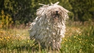 25 Dog Breeds for Those Who Love the Weird & Wonderful 1 25 Dog Breeds for Those Who Love the Weird & Wonderful - Komondor dog ss1484151989