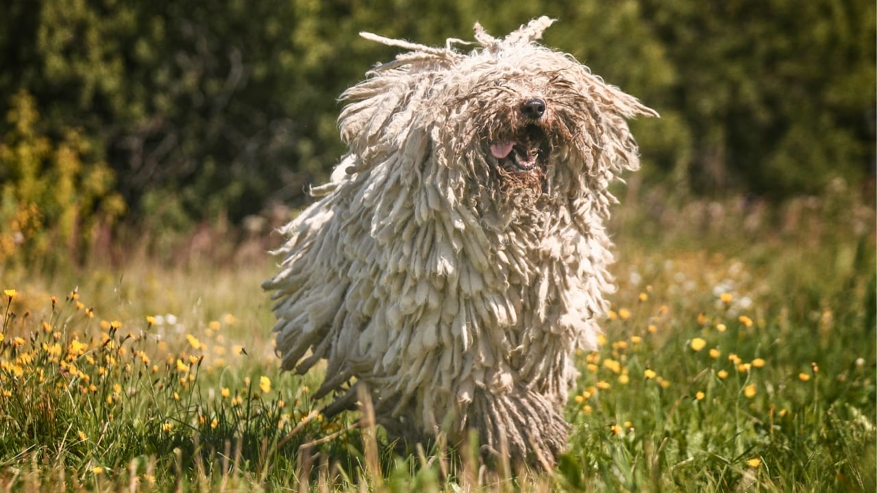 18 Fiercely Loyal Dog Breeds That are Natural Protectors - Komondor dog ss1484151989