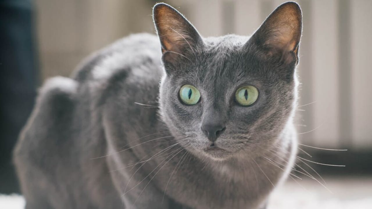 15 of the World's Rarest & Most Exotic Cat Breeds 4 15 of the World's Rarest & Most Exotic Cat Breeds - Korat wc