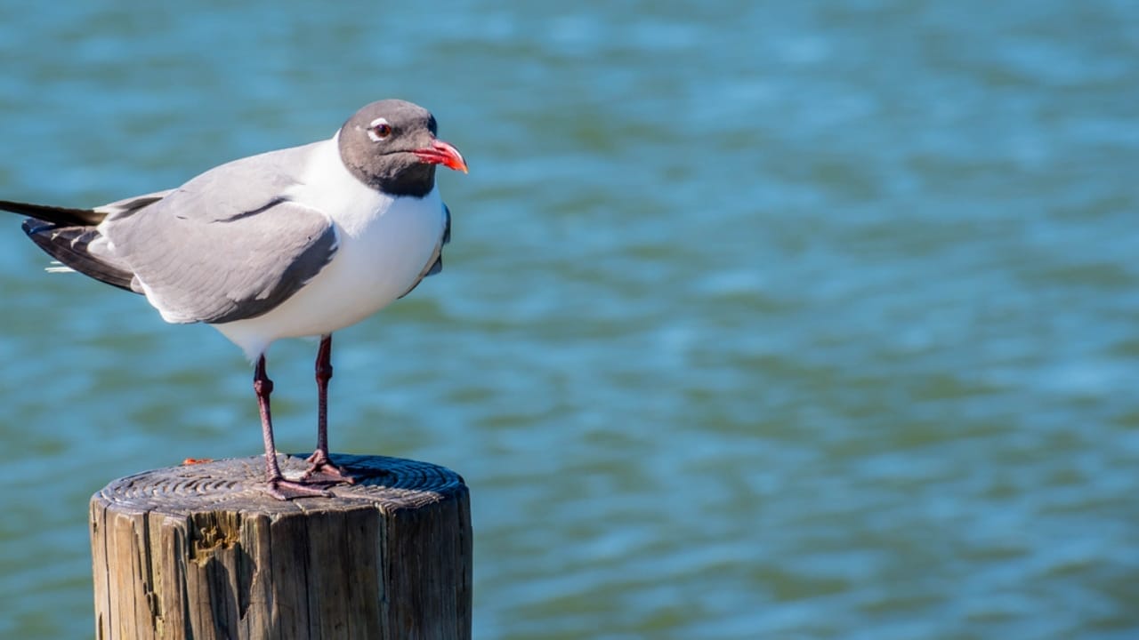 18 Birds Known for Their Black Heads 13 18 Birds Known for Their Black Heads - Laughing Gulls dp310121664