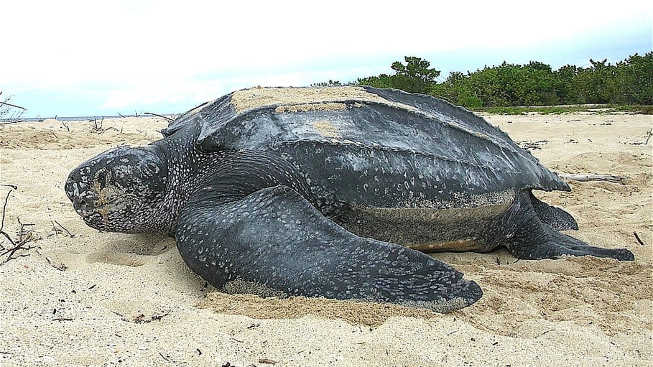 10 of the World's Most Dangerous Turtles 8 10 of the World's Most Dangerous Turtles - Leatherback Sea Turtle wc