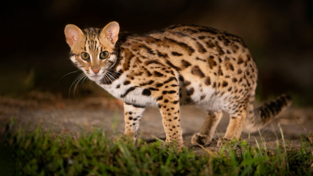 10 Wild Cats That are Among the Smallest in the World 9 10 Wild Cats That are Among the Smallest in the World - Leopard Cat ss1915438429