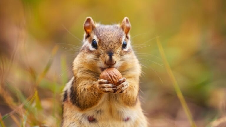 Keep Chipmunks Away with Just Two Household Items You Probably Have 4 Keep Chipmunks Away with Just Two Household Items You Probably Have - Little chipmunk ss2449538585