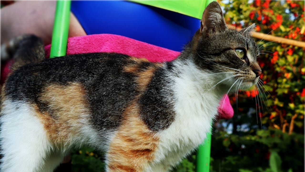 Male Calico Cats are Extremely Rare: 13 Facts Few People Know 2 Male Calico Cats are Extremely Rare: 13 Facts Few People Know - Little cute cat tri color in park dp212474428