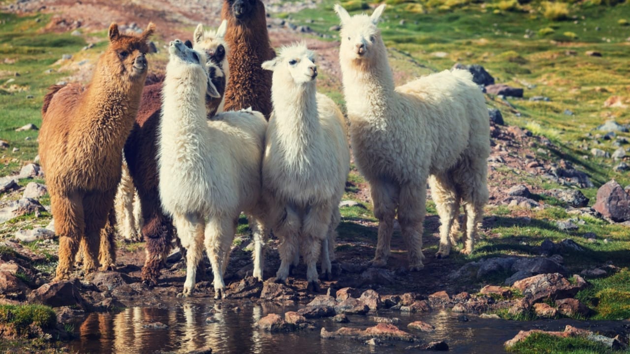 15 Animals Known for Their Gentle & Friendly Nature - Llamas dp95359768