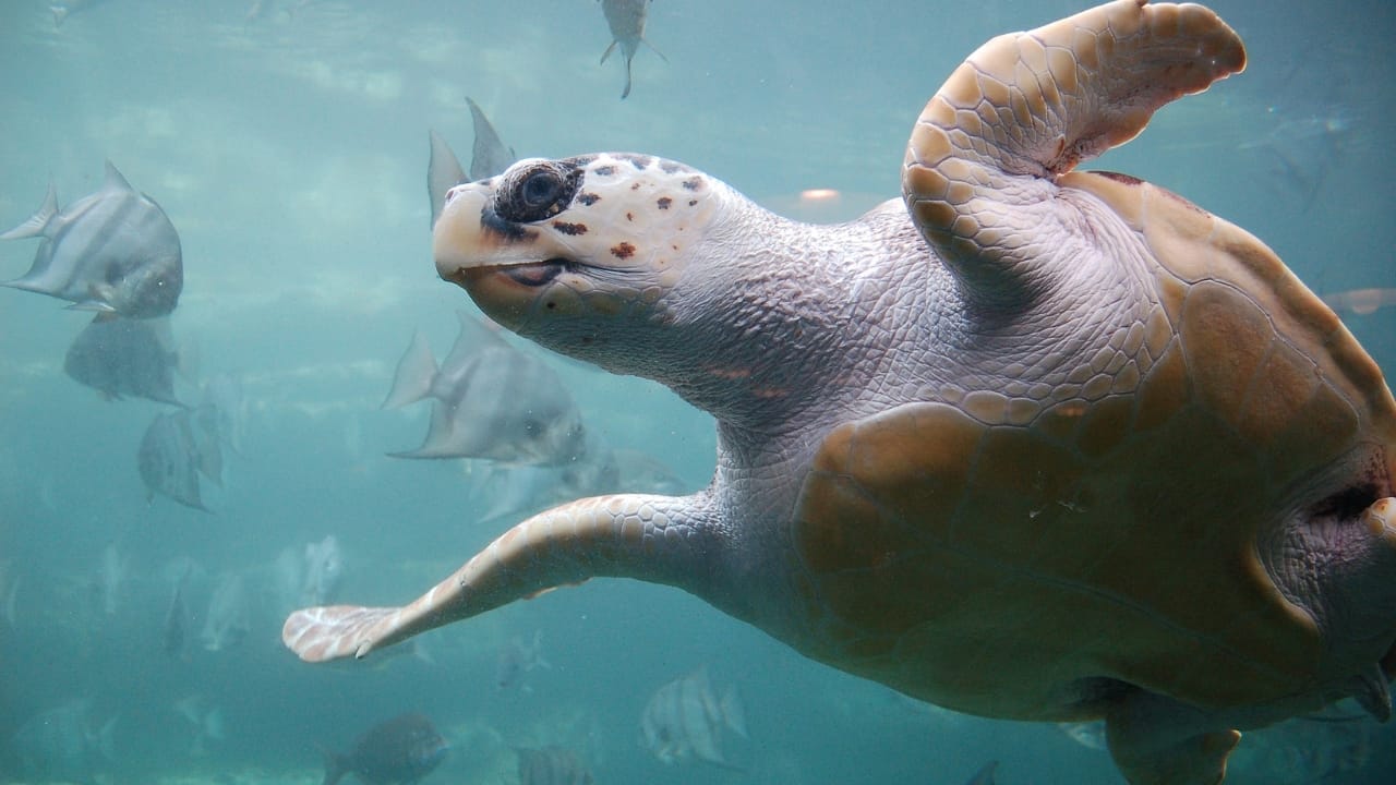 10 of the World's Most Dangerous Turtles 10 10 of the World's Most Dangerous Turtles - Loggerhead Sea Turtle wc
