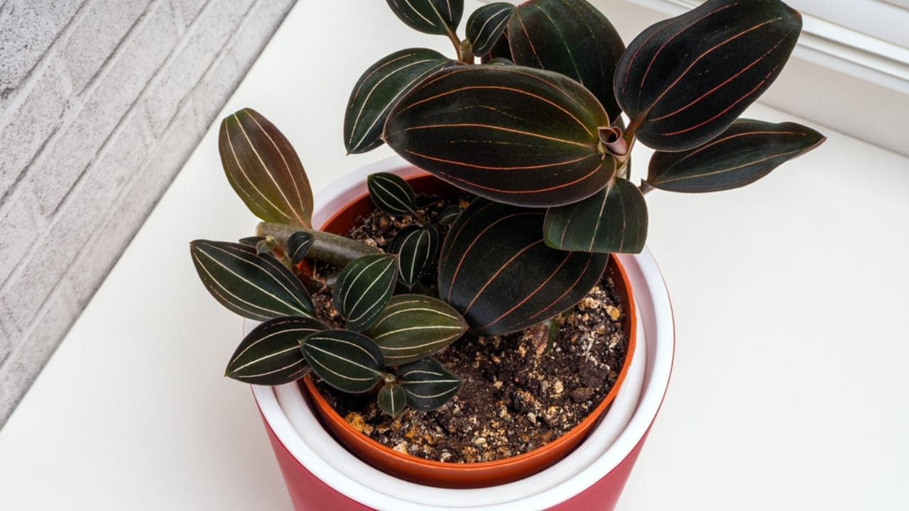 These 15 Terrarium-Worthy Plants Will Create a Beautiful Mini Ecosystem in Your Home 10 These 15 Terrarium-Worthy Plants Will Create a Beautiful Mini Ecosystem in Your Home - Ludisia orchids dp499817480