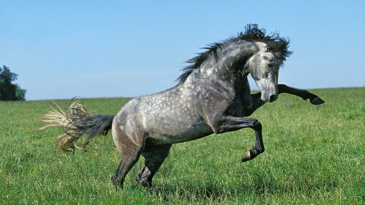 13 High-End Horse Breeds That Break the Bank—One Even Turned Down a $20 Million Offer 11 13 High-End Horse Breeds That Break the Bank—One Even Turned Down a $20 Million Offer - Lusitano Horse dp348261180