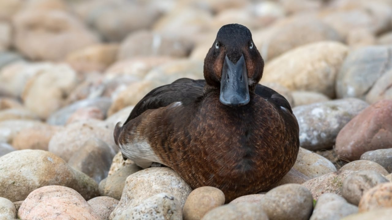10 of the World's Rarest Birds: Among Over 10,000 Species, 1,480 are on the Brink of Disappearing - Madagascar Pochard ss2101180363