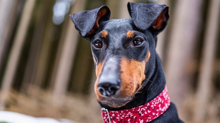 10 Expert-Guided Tips for Raising Well-Mannered Manchester Terriers 8 10 Expert-Guided Tips for Raising Well-Mannered Manchester Terriers - Manchester Terrier dog ss1698364672